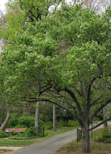 Greenbelt cemetery entrance. Green 
trees with gray-brown trunks frame a road rising between them, with wrought-iron 
railings on each side. On the left is a low red wooden sign identifying the cemetery.